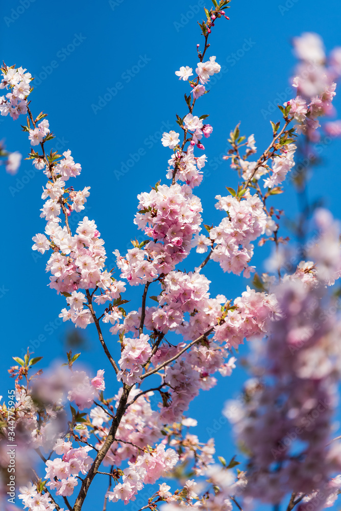 sakura cherry tree pink flowers bloom in spring sakura cherry tree pink flowers bloom in spring