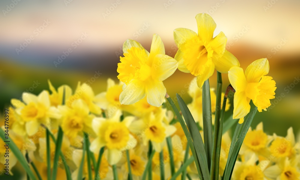 Obraz premium Daffodil.