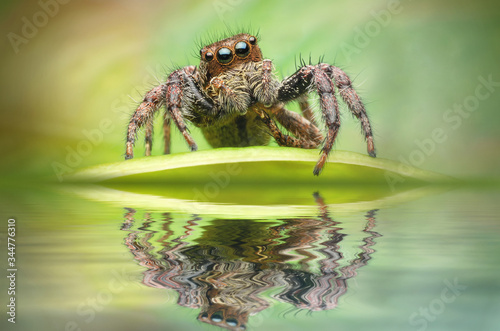 jumping spider reflected on water