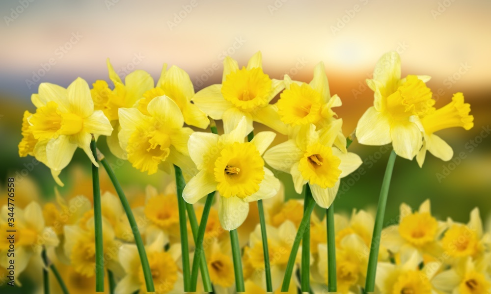 Obraz premium Daffodil.