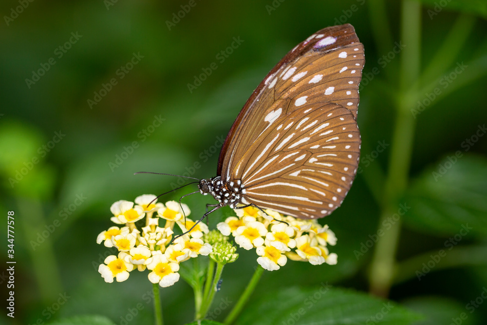 Fototapeta premium Macro Shot of Butterfly In the Wildfile