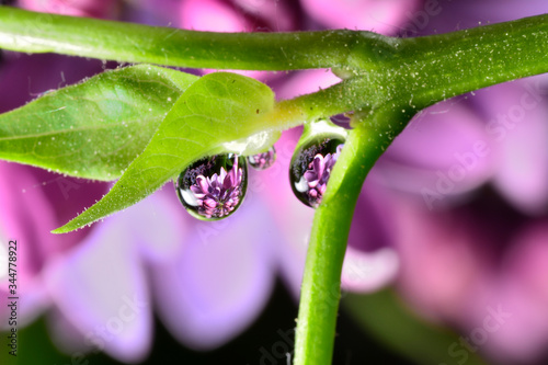 Gentle reflection on the water droplets macro photo