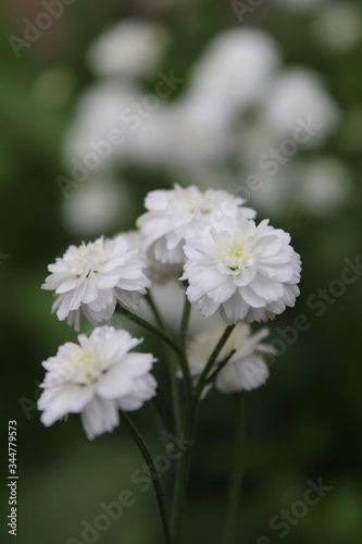 white flowers