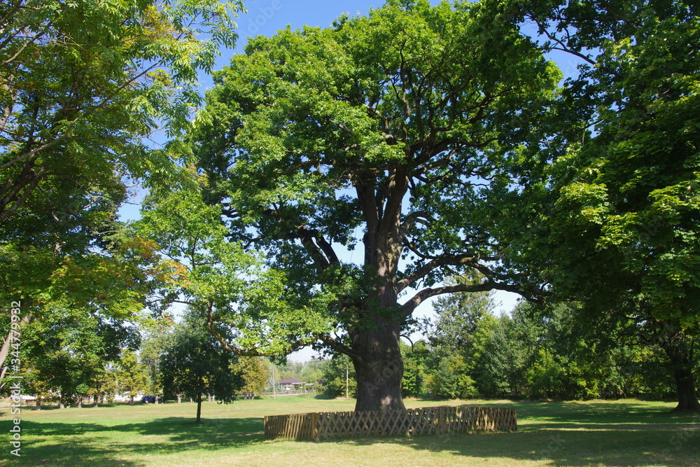 One of the biggest and oldest oak trees in Poland called Bolko, Hniszów, Poland