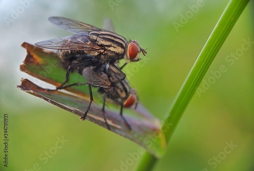Sarcophaga - Close up details of flies, Flies on food, The fly is mating