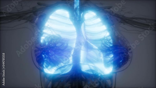 science anatomy scan of human lungs glowing photo