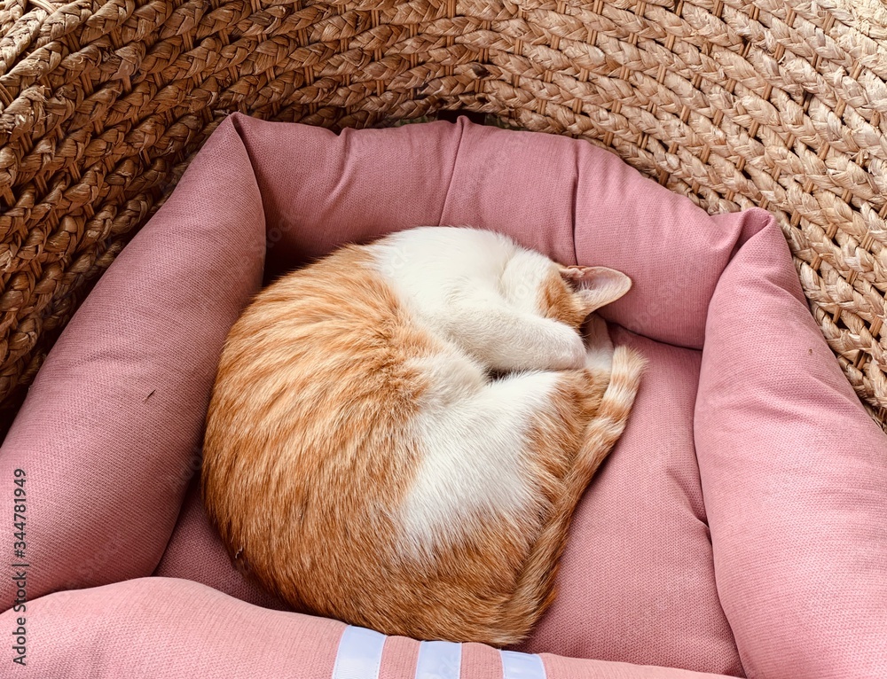 잠자는 고양이 잠자는 고양이