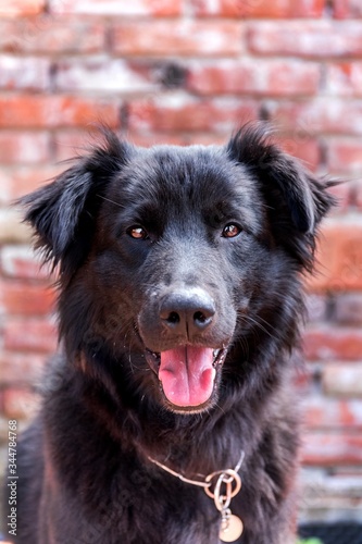Close-up of the head of a black furry dog. Happy dog from the shelter. The view of the dog. © martinfredy