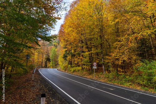 Asphalt road in the autumn forest.