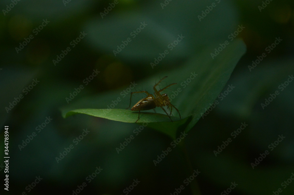 Little Spider on leaf