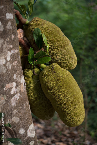 Medium closeup of jack fruits in a tree
