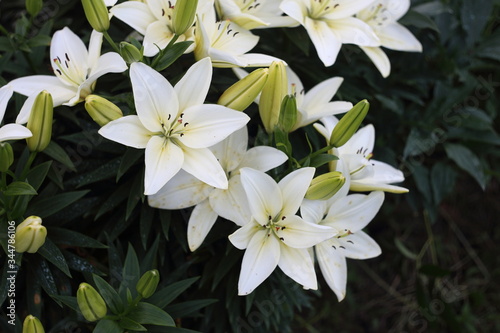 Growing white lilies