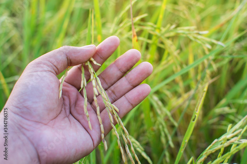 The grain is in the hands of farmers, inspecting the yield, collecting data for improving rice quality.