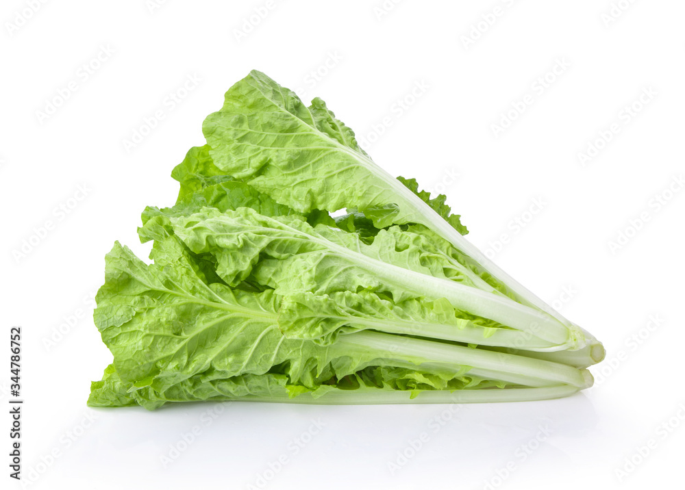 fresh lettuce leaves isolated on white background fresh lettuce leaves isolated on white background