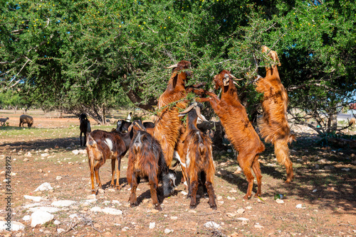 Goats among argan trees on the road to Essaouira