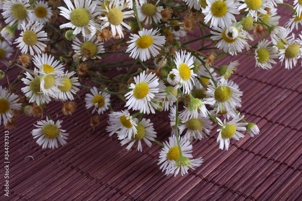 Obraz premium Camomiles on bamboo background