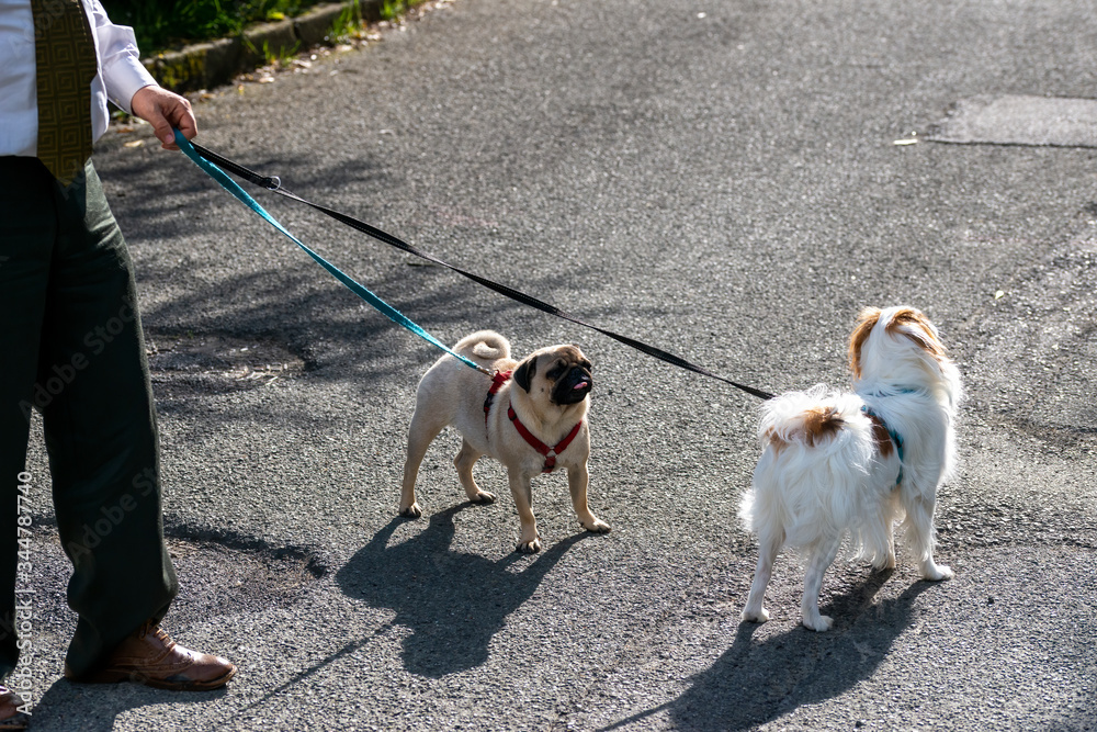 very nice pug dog outside walking with his huamn friend