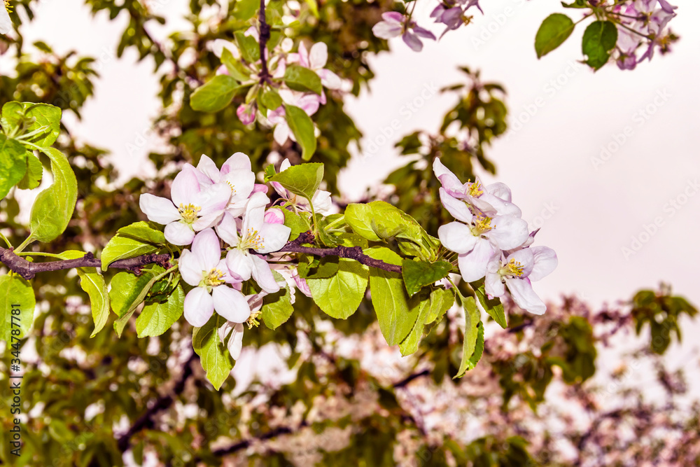 Apple tree flowers on a branch close-up Apple tree flowers on a branch close-up