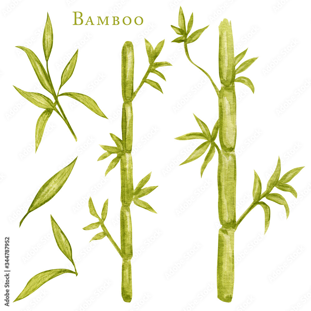 Obraz premium Watercolor illustration painting of bamboo leaves , on white background. Ecological design. Recycled eco zero waste lifestyle. ECO friendly, Recycle Reuse Reduce concept