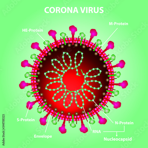 Covid19 Coronavirus Structure  with details 