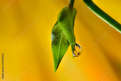 Gentle reflection on the water droplets macro photo