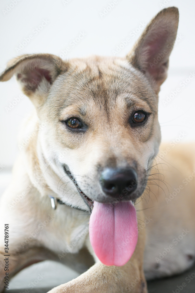 Close-up of the face of a balinese dog showing his tongue