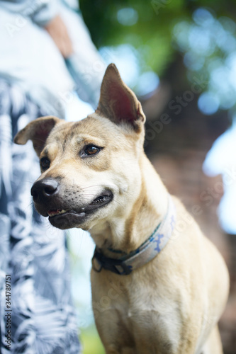 Soft focus on the green leaf background, close-up of the dog's face next to its owner