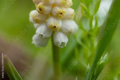 Beautiful delicate muscari flower of white color close-up.