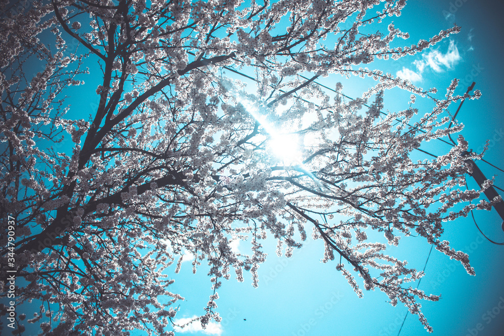 tree branches against blue sky cherry blossom tree branches against blue sky cherry blossom