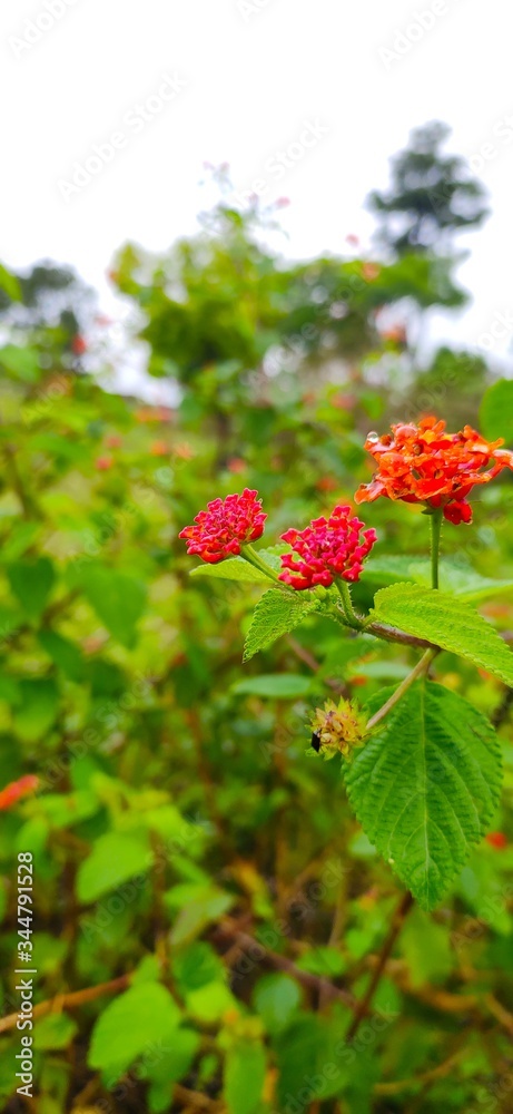red and yellow flowers red and yellow flowers