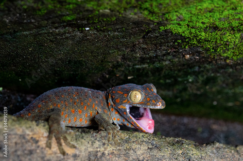 Foto Gekko with an open mouth on the stone floor