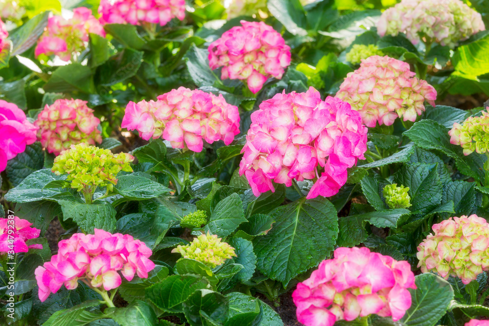 Group of magenta hydrangea flowers blooming in flower garden Group of magenta hydrangea flowers blooming in flower garden