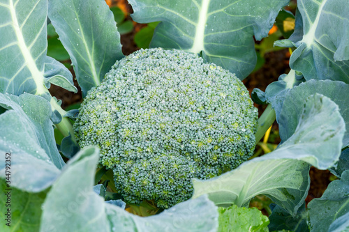 Close up of fresh broccoli growing in vegetable garden