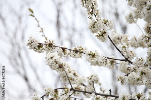 white flowers on fruit tree branches
