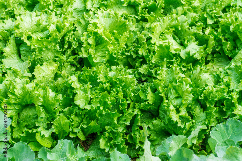 Top view of fresh green iceberg lettuce growth in vegetable garden