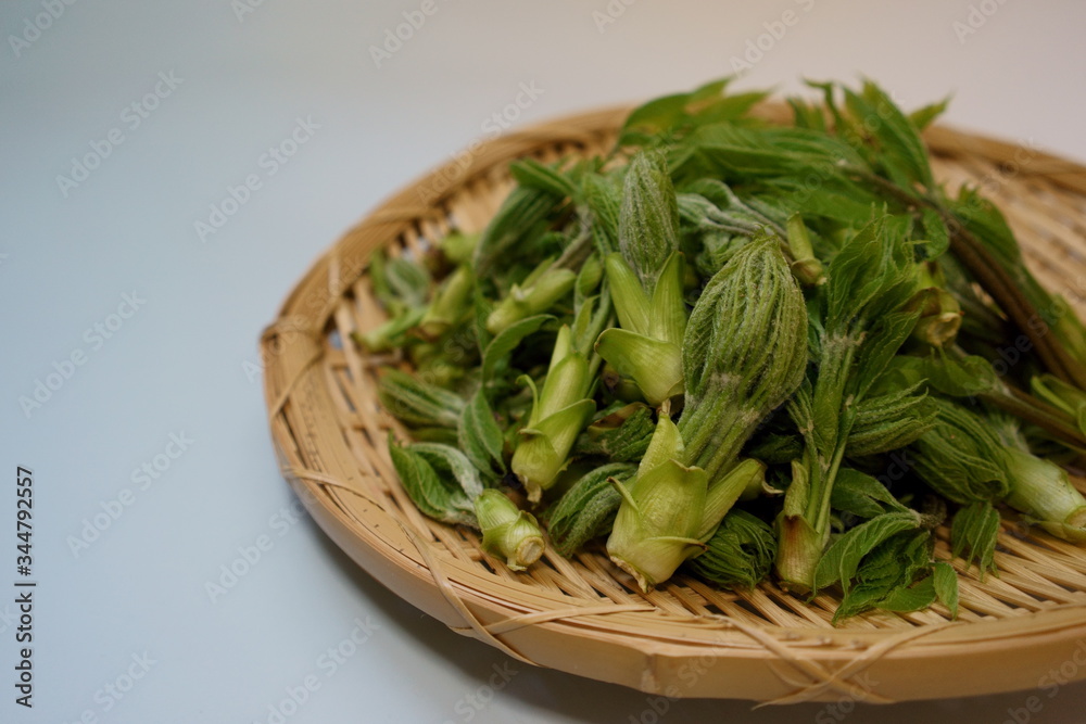 竹ザルに入った山菜、コシアブラ