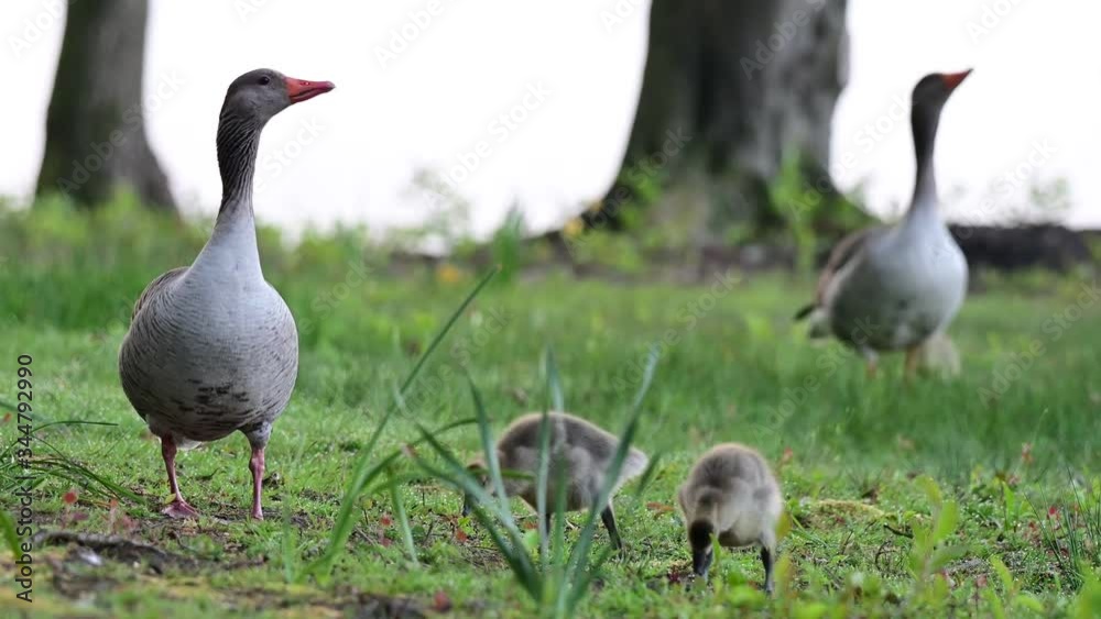 Greylag goose family with goslings search feed on the meadow, animal child, spring,
(anser anser), germany
Greylag goose family with goslings search feed on the meadow, animal child, spring,
(anser anser), germany