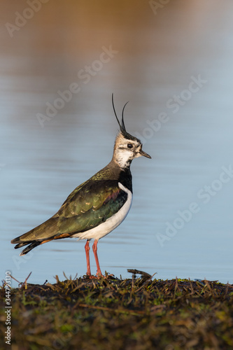 Green Plover standing at the water edge