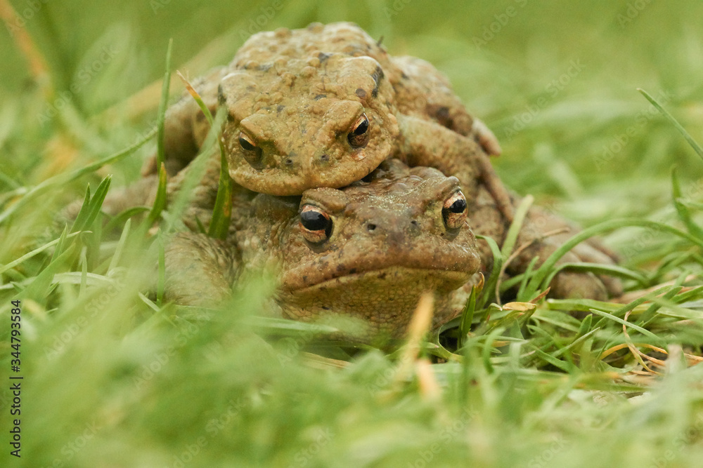Kröten auf der Wiese Kröten auf der Wiese