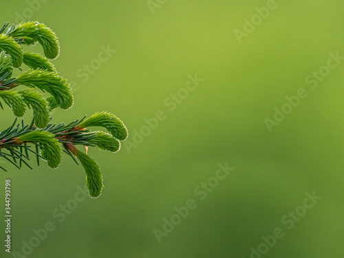 Frische Fichtentriebe im Frühling auf der linken Bildseite isoliert vor natürlichem grünem Hintergrund photo