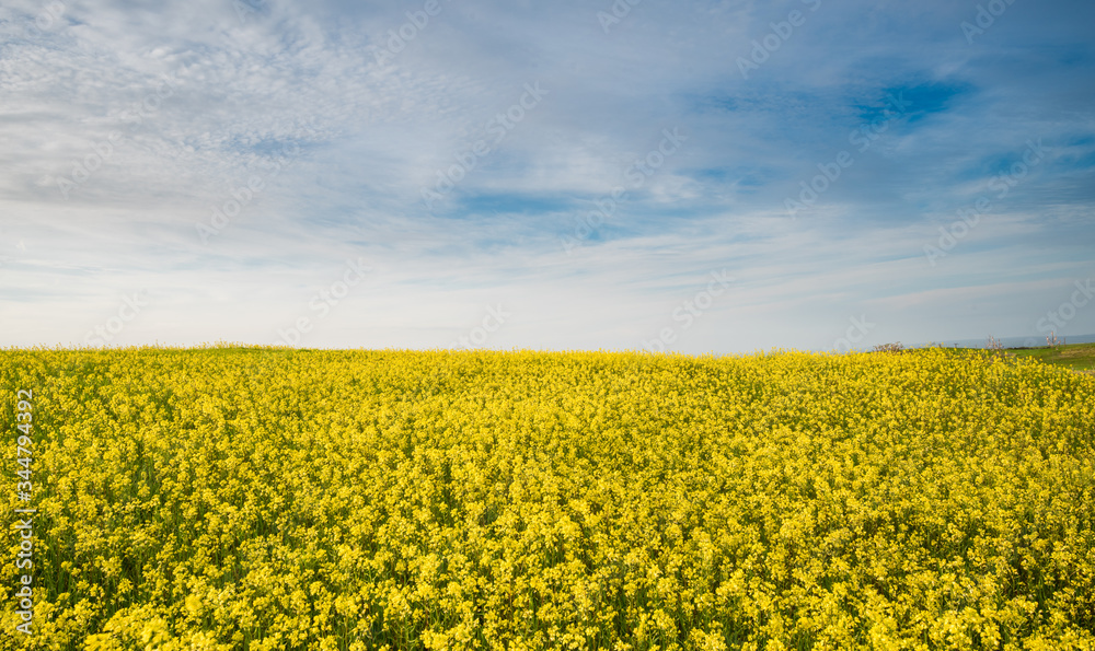 Beautiful field with yellow flowers in spring