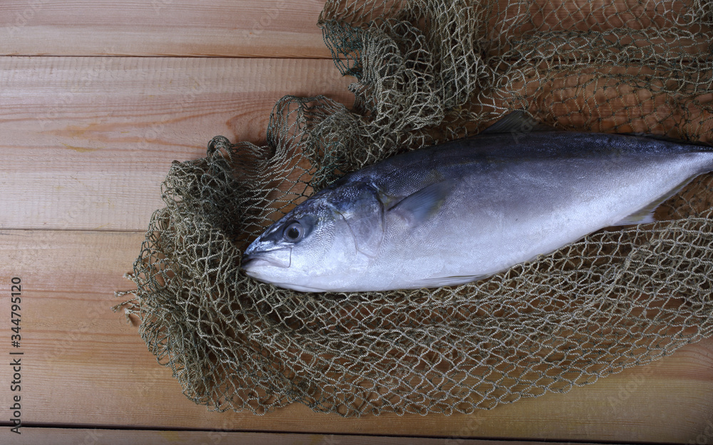 Japanese amberjack (yellowtail) on net Stock Photo Adobe Stock