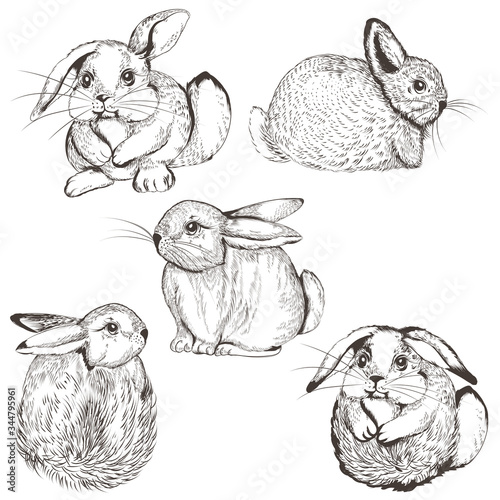 Collection of vector cute bunnies for design