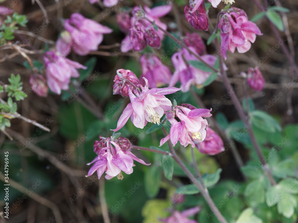 Gewöhnliche or Gemeine Akelei (Aquilegia vulgaris) Gewöhnliche or Gemeine Akelei (Aquilegia vulgaris)