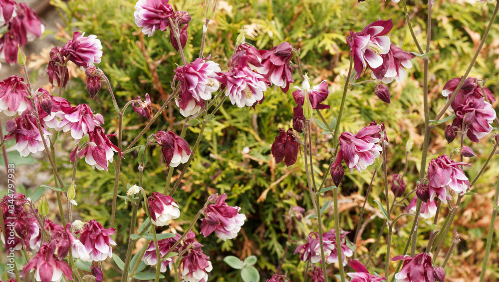 Aquilegia vulgaris - Gemeine Akelei or Gewöhnliche Akelei rot und weiß gerfärbt Aquilegia vulgaris - Gemeine Akelei or Gewöhnliche Akelei rot und weiß gerfärbt