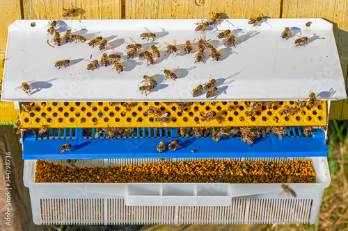 Fotografie Collector of pollen on a hive
