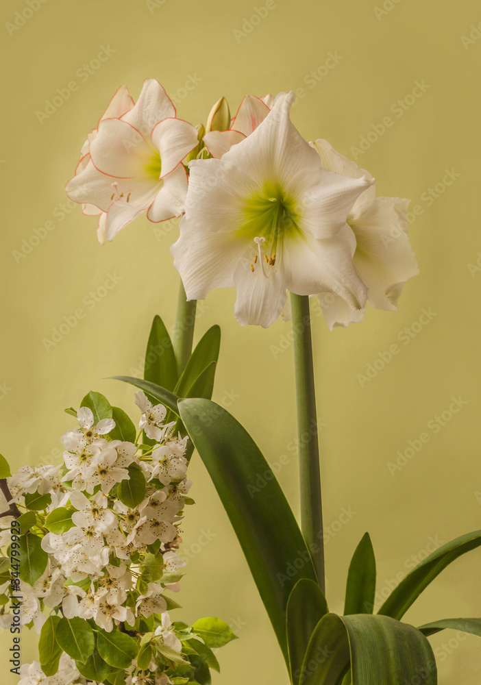 Fototapeta premium Two white hippeastrum and flowering pear branches on a green background
