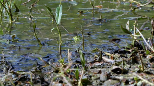 Amphibian lake frog sitting in the water. The texture of the frog background the frog on the water surface. Frog closeup. Soft selective focus.