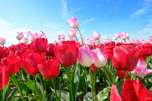 Red and longer pink tulips in one field  with wide angle lense from below  very nice blue cloudy sky in the Netherlands. windmills in the background. Selective focus