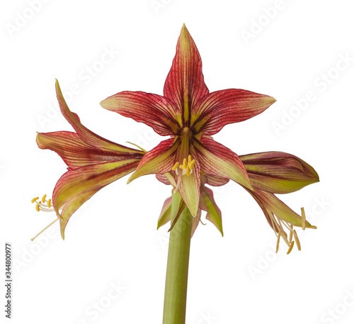 Hippeastrum (amarillis) green and red Butterfly group "Mystica" on a white background isolated.